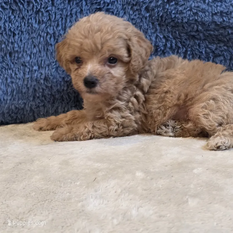 Jasper – Poodle - Toy  puppy for sale in West Plains, MO