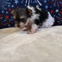 Aggie, a female Yorkshire Terrier for sale in West Plains, MO – 7 of 7