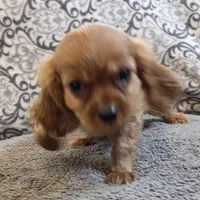 Rooney, a male Cavalier King Charles Spaniel for sale in West Plains, MO – 5 of 7