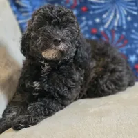 Patty, a female Poodle - Toy  for sale in West Plains, MO – 3 of 9