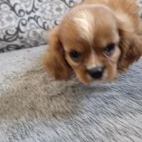 Twinkle , a female Cavalier King Charles Spaniel for sale in West Plains, MO – 4 of 8