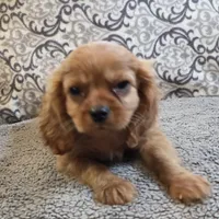 Rooney, a male Cavalier King Charles Spaniel for sale in West Plains, MO – 3 of 7