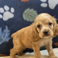 Sierra, a female Cocker Spaniel for sale in West Plains, MO – 5 of 6
