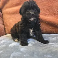 Co Co , a female Yorkipoo for sale in West Plains, MO – 2 of 6