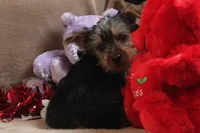 Atlas, a male Yorkshire Terrier for sale in West Plains, MO – Photo 3 of 6