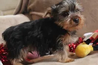 Atlas, a male Yorkshire Terrier for sale in West Plains, MO – Photo 4 of 6