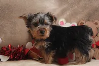 Atlas, a male Yorkshire Terrier for sale in West Plains, MO – Photo 1 of 6