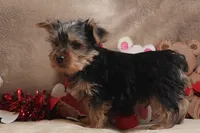 Atlas, a male Yorkshire Terrier for sale in West Plains, MO – Photo 6 of 6