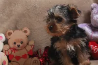 Atlas, a male Yorkshire Terrier for sale in West Plains, MO – Photo 5 of 6