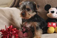 Atlas, a male Yorkshire Terrier for sale in West Plains, MO – Photo 2 of 6