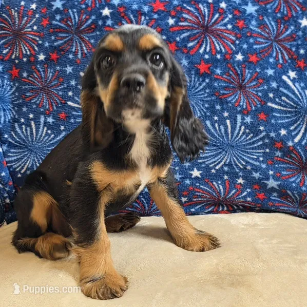 Annie – Cocker Spaniel puppy for sale in West Plains, MO