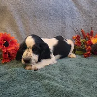 Axel, a male Cocker Spaniel for sale in West Plains, MO – 6 of 6