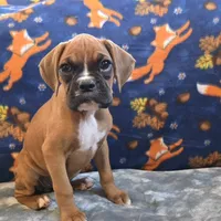 Pearl, a female Boxer for sale in West Plains, MO – 5 of 10