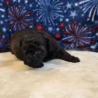 Ziggy, a male Poodle - Toy  for sale in West Plains, MO – 7 of 7