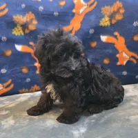 Freya, a female Yorkipoo and Poodle - Toy  for sale in West Plains, MO – 4 of 10