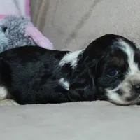 Bentley, a male Cocker Spaniel for sale in West Plains, MO – Photo 7 of 9