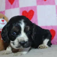 Bentley, a male Cocker Spaniel for sale in West Plains, MO – Photo 9 of 9