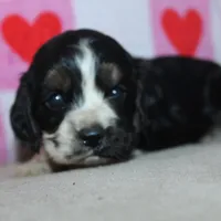 Bentley, a male Cocker Spaniel for sale in West Plains, MO – Photo 4 of 9
