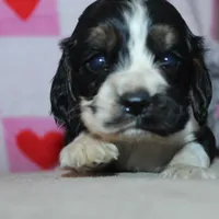 Bentley, a male Cocker Spaniel for sale in West Plains, MO – Photo 6 of 9