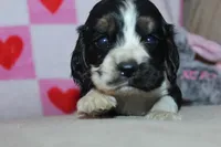 processed/f773a453-78cb-4583-a013-593187e16071/listing/132e3e89-43fd-4853-9f11-67d7d0f8dda6/a85aafb5-ecbf-4c62-9a75-191db254a414