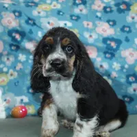 Bentley, a male Cocker Spaniel for sale in West Plains, MO – Photo 2 of 9