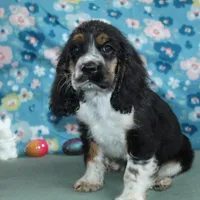 Bentley, a male Cocker Spaniel for sale in West Plains, MO – Photo 3 of 9