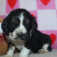 Bentley, a male Cocker Spaniel for sale in West Plains, MO – Photo 5 of 9