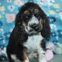 Bentley, a male Cocker Spaniel for sale in West Plains, MO – Photo 1 of 9