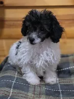 Rascal , a male Poodle - Toy  for sale in West Plains, MO – Photo 3 of 3