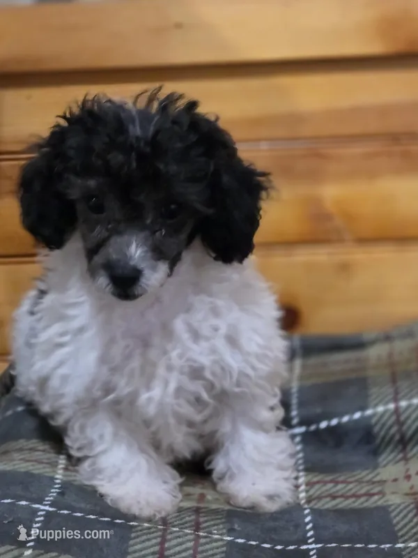 Rascal , a male Poodle - Toy  for sale in West Plains, MO – Photo 1 of 3