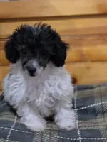 Rascal , a male Poodle - Toy  for sale in West Plains, MO – Photo 1 of 3