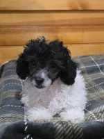 Rascal , a male Poodle - Toy  for sale in West Plains, MO – Photo 2 of 3