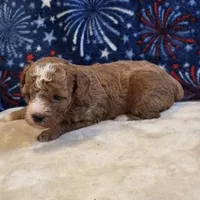 Nexus, a female Poodle - Toy  for sale in West Plains, MO – 3 of 7