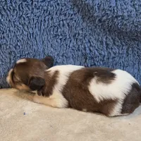 Marla, a female Shorkie for sale in West Plains, MO – 2 of 7