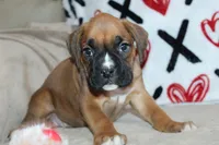 processed/f773a453-78cb-4583-a013-593187e16071/listing/15039e67-8a8c-4463-8fac-22255e8b5056/0d33e432-2efb-458a-a2fc-c067d3b0cefa