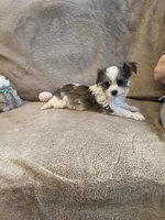 Fabio, a male Yorkshire Terrier for sale in West Plains, MO – Photo 3 of 3