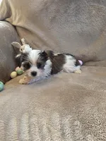 Fabio, a male Yorkshire Terrier for sale in West Plains, MO – Photo 2 of 3