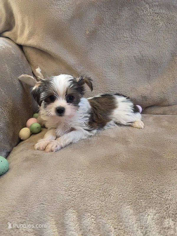 Fabio – Yorkshire Terrier puppy for sale in West Plains, MO