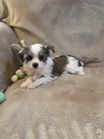 Fabio, a male Yorkshire Terrier for sale in West Plains, MO – Photo 1 of 3