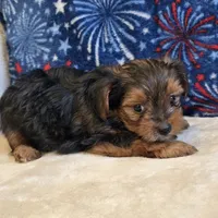 Ryker, a male Yorkshire Terrier for sale in West Plains, MO – 3 of 5