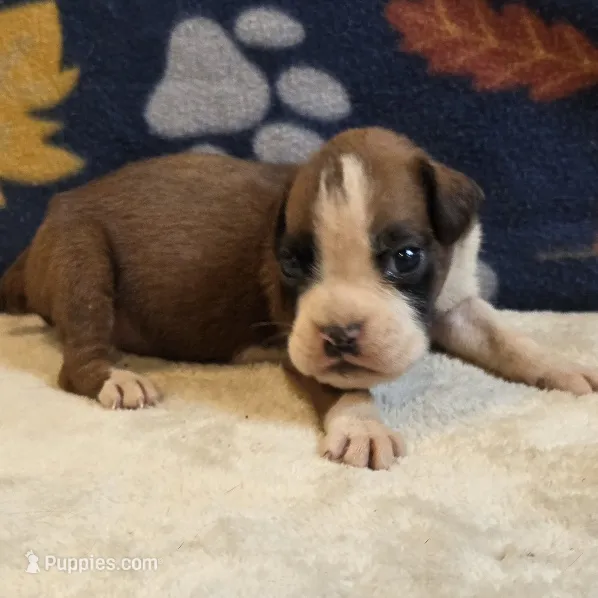 Blaze – Boxer puppy for sale in West Plains, MO