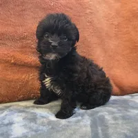 Co Co , a female Yorkipoo for sale in West Plains, MO – 3 of 6