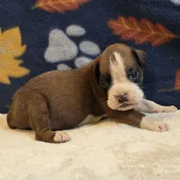 Blaze, a male Boxer for sale in West Plains, MO – 5 of 5