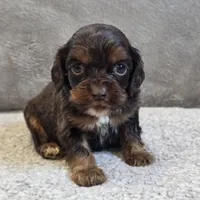 Bentley, a male Cocker Spaniel for sale in West Plains, MO – Photo 1 of 2