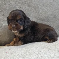 Bentley, a male Cocker Spaniel for sale in West Plains, MO – Photo 2 of 2