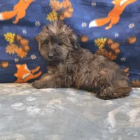 Sage, a female Yorkipoo and Poodle - Toy  for sale in West Plains, MO – 2 of 10