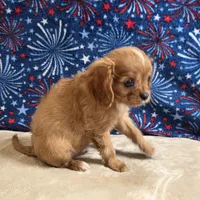 Rugby, a male Cavalier King Charles Spaniel for sale in West Plains, MO – 3 of 9