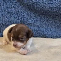 Fiona, a female Shorkie for sale in West Plains, MO – 2 of 7