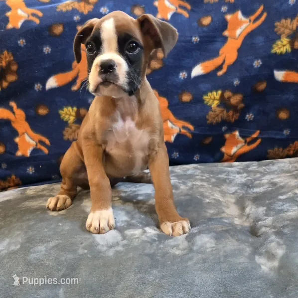 Carmine – Boxer puppy for sale in West Plains, MO