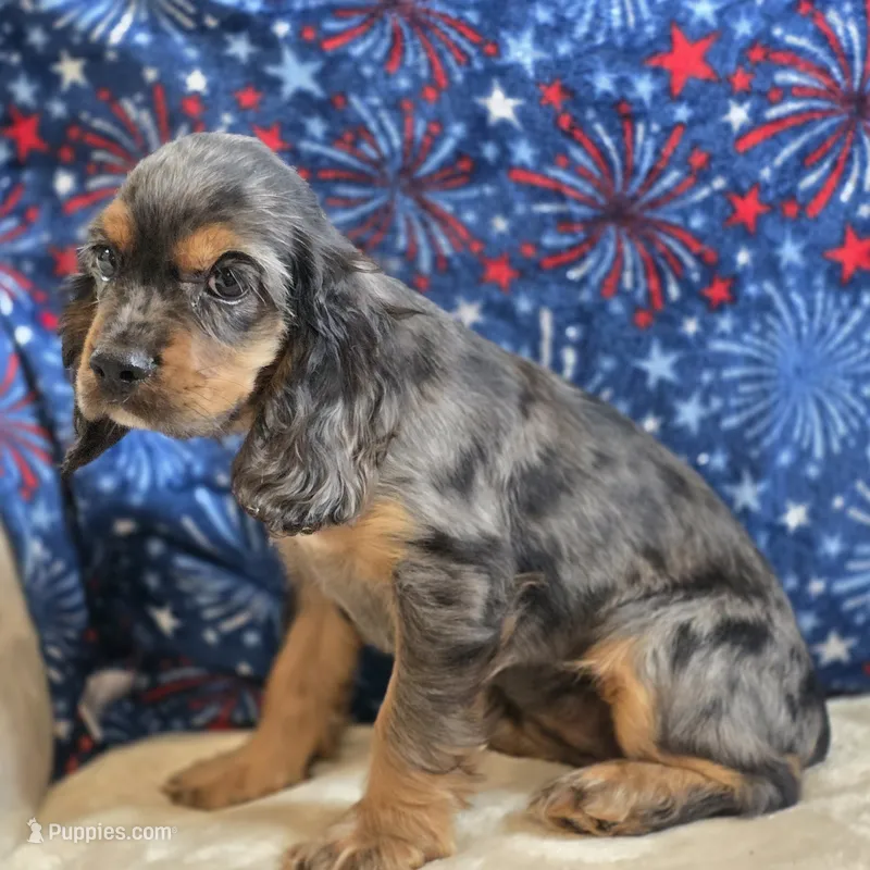Star – Cocker Spaniel puppy for sale in West Plains, MO